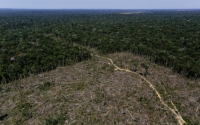 L&#039;Amazonie continue à être dévastée par la déforestation