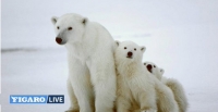 Russie: 56 ours polaires affamés à l&#039;entrée d&#039;un village