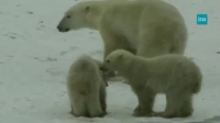 Danger pour l&#039;ours polaire, victime du réchauffement climatique